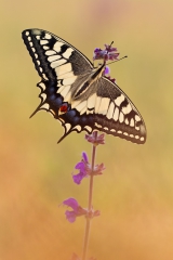 Schwalbenschwanz 02 (Papilio machaon)