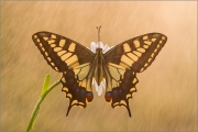 Schwalbenschwanz 13 (Papilio machaon)