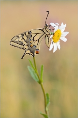 Schwalbenschwanz 11 (Papilio machaon)