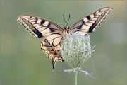 Schwalbenschwanz 12 (Papilio machaon)