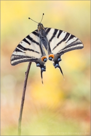 Segelfalter (Iphiclides podalirius) 06