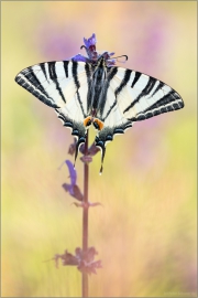 Segelfalter (Iphiclides podalirius) 04