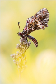 Südlicher Osterluzeifalter 01 (Zerynthia polyxena)