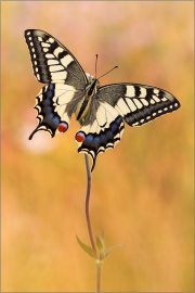 Schwalbenschwanz 15 (Papilio machaon)