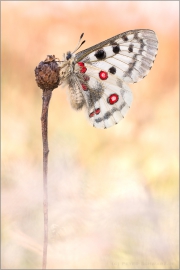 Roter Apollo (Parnassius apollo) 08