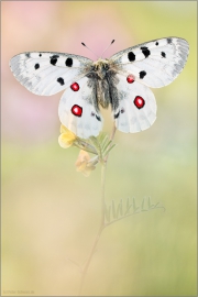 Roter Apollofalter (Parnassius apollo) 04