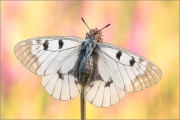 Schwarzer Apollo (Parnassius mnemosyne) 04