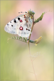 Roter Apollofalter (Parnassius apollo) 03