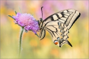 Schwalbenschwanz 17 (Papilio machaon)