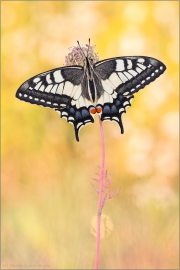 Schwalbenschwanz 16 (Papilio machaon)