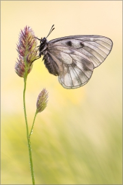 Schwarzer Apollo (Parnassius mnemosyne) 01