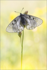 Schwarzer Apollo (Parnassius mnemosyne) 02