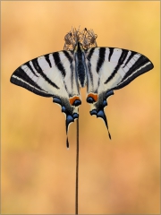 Segelfalter 03 (Iphiclides podalirius)