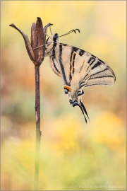 Segelfalter (Iphiclides podalirius) 05