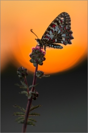 Spanischer Osterluzeifalter (Zerynthia rumina) 01