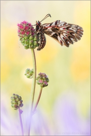 Südlicher Osterluzeifalter (Zerynthia polyxena) 04