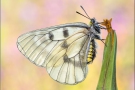 Schwarzer Apollo (Parnassius mnemosyne) 05