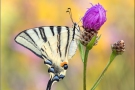 Segelfalter (Iphiclides podalirius) 12