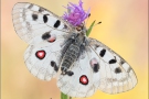 Roter Mosel-Apollo (Parnassius apollo vinningensis) 16