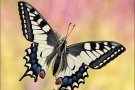 Schwalbenschwanz (Papilio machaon) 24