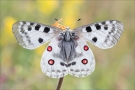 Roter Apollo (Parnassius apollo) 09