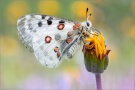 Roter Apollo (Parnassius apollo) 13