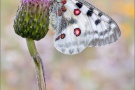 Roter Apollo (Parnassius apollo) 23