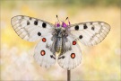 Roter Apollo (Parnassius apollo) 21