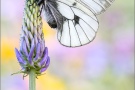 Schwarzer Apollo (Parnassius mnemosyne) 09