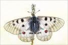 Hochalpen-Apollo (Parnassius sacerdos) 02