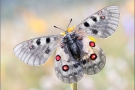 Hochalpen-Apollo (Parnassius sacerdos) 03