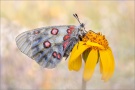 Hochalpen-Apollo (Parnassius sacerdos) 04