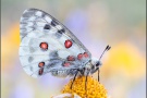 Roter Apollo (Parnassius apollo) 19