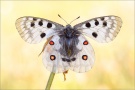 Roter Apollo (Parnassius apollo) 12