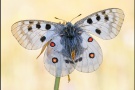 Roter Apollo (Parnassius apollo) 18