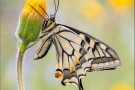 Schwalbenschwanz 20 (Papilio machaon)