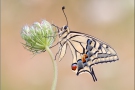 Schwalbenschwanz 21 (Papilio machaon)