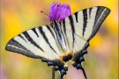 Segelfalter (Iphiclides podalirius) 13