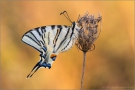 Segelfalter (Iphiclides podalirius) 14