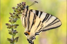Segelfalter (Iphiclides podalirius)  19