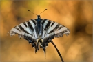 Iberischer Segelfalter 03 (Iphiclides feisthamelii)