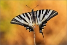 Iberischer Segelfalter 02 (Iphiclides feisthamelii)