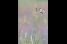 Schwalbenschwanz 10 (Papilio machaon)