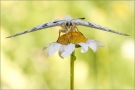 Roter Apollo 02 (Parnassius apollo)