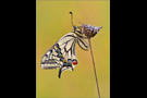 Schwalbenschwanz 08 (Papilio machaon)