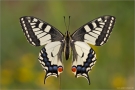 Schwalbenschwanz 06 (Papilio machaon)
