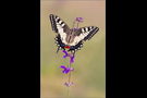 Schwalbenschwanz 03 (Papilio machaon)