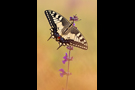 Schwalbenschwanz 02 (Papilio machaon)