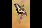 Schwalbenschwanz 02 (Papilio machaon)