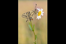 Schwalbenschwanz 11 (Papilio machaon)
